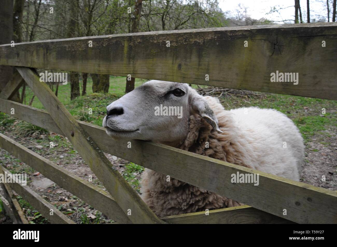 S sheep pokes its head through a gate in a Shropshire meadow Stock Photo