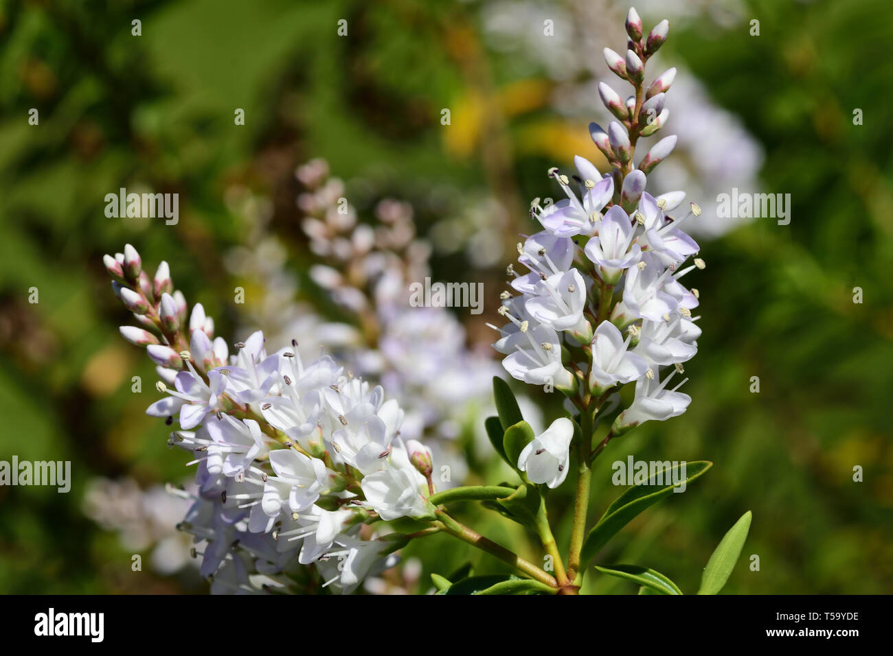 Gardens Plants And Design Hebe Mrs Winder Hebe Red Edge
