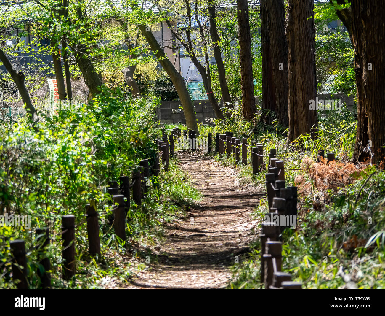 Japan Trees Path Plant japan path walking hi-res stock photography and images - Alamy