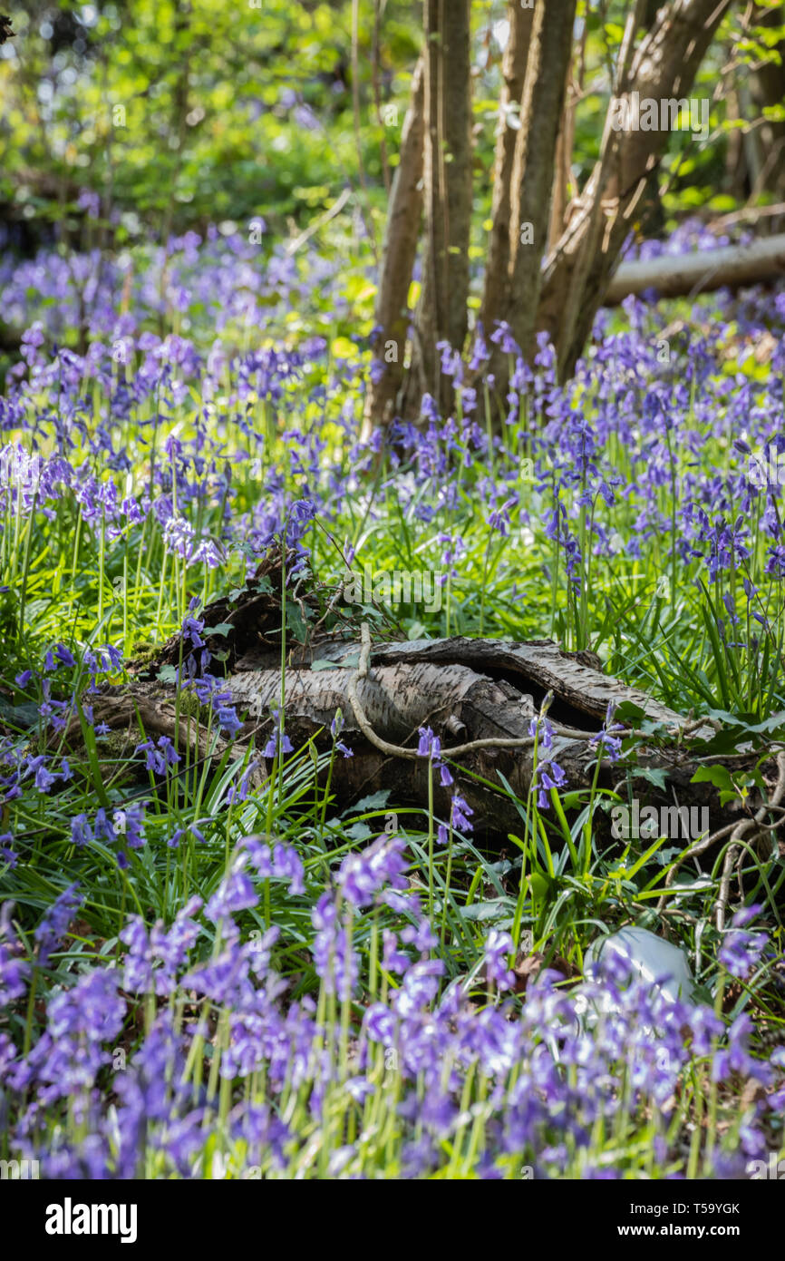 Bluebells on the forest floor surrounding the trees and logs Stock Photo