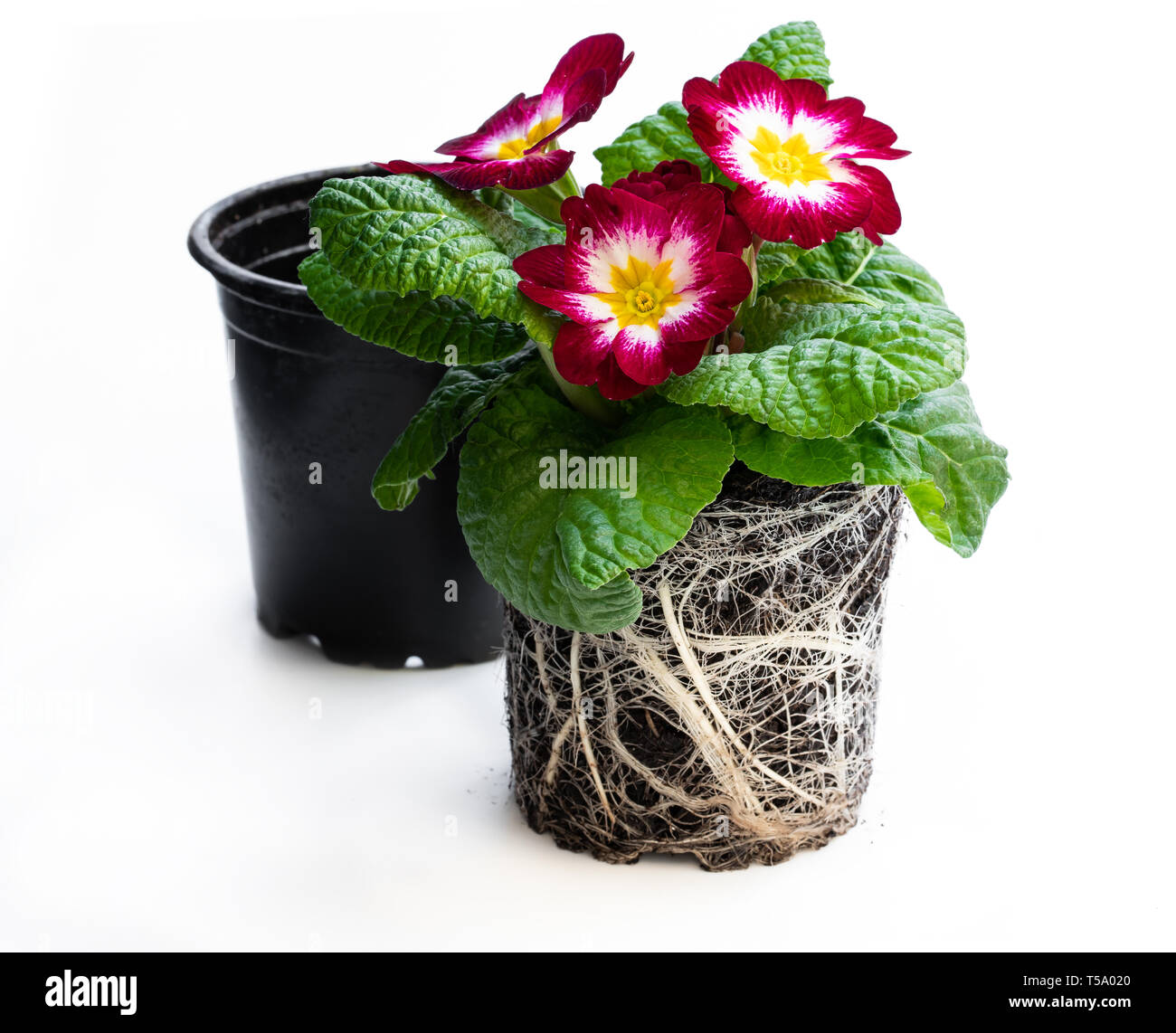 Colorful  Primulas in black pots isolated on white Stock Photo