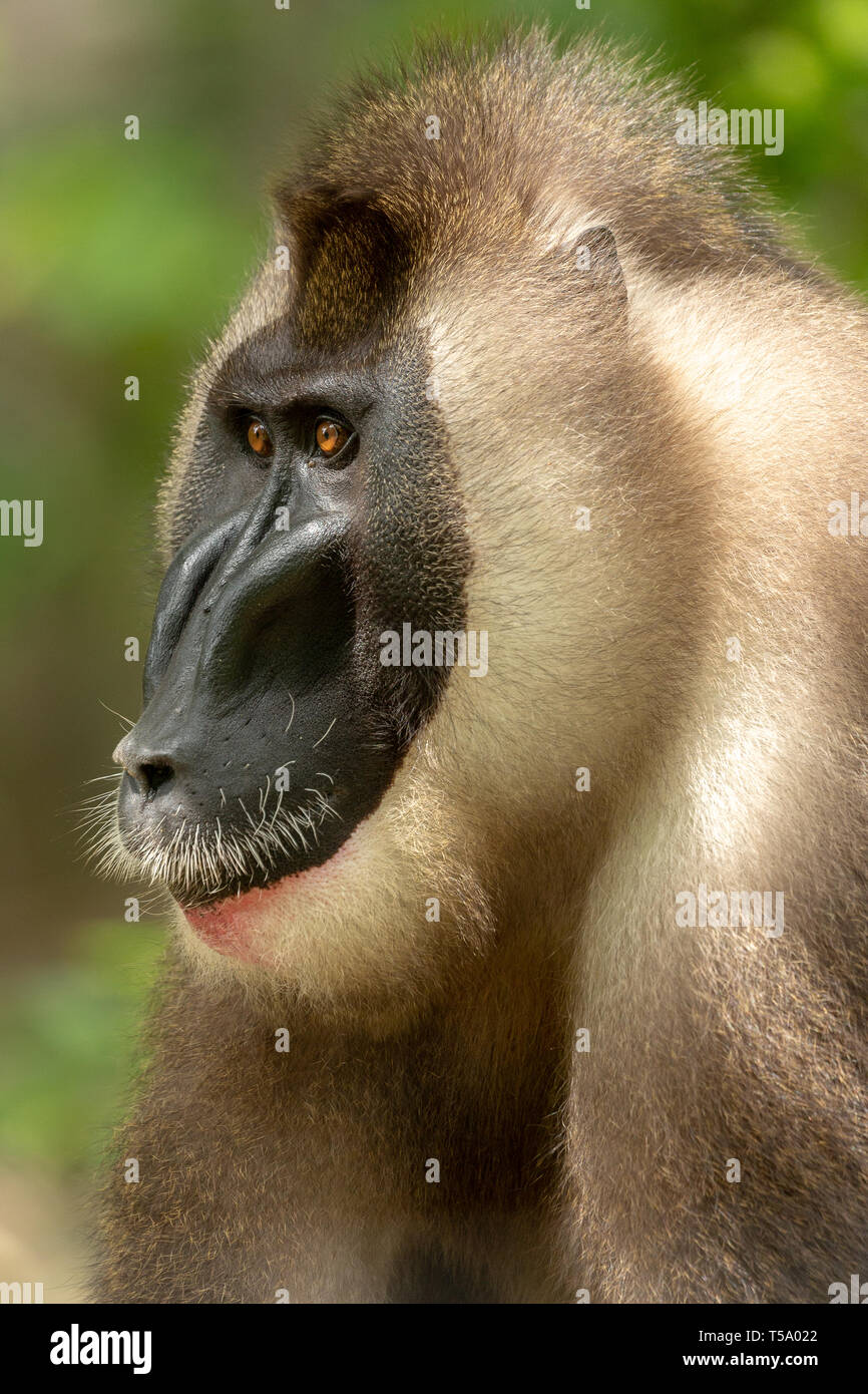 Adult male drill monkey Stock Photo - Alamy