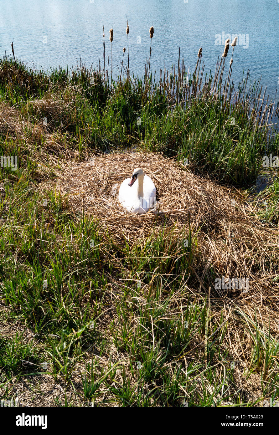 Nesting Mute Swan on Large Reed Nest Stock Photo Alamy