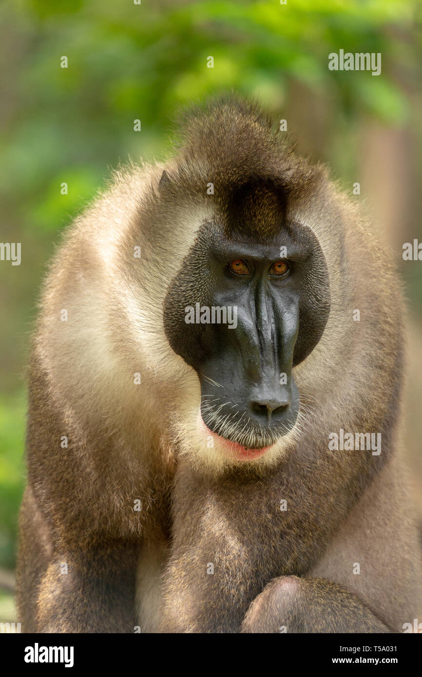 Portrait male drill monkey hi-res stock photography and images - Alamy