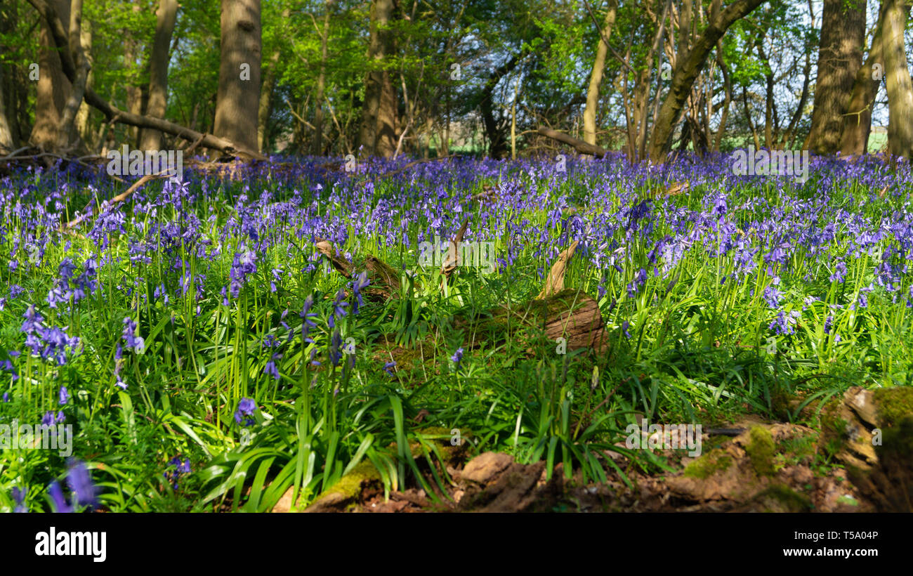 Blue Bell Woods Stock Photo Alamy