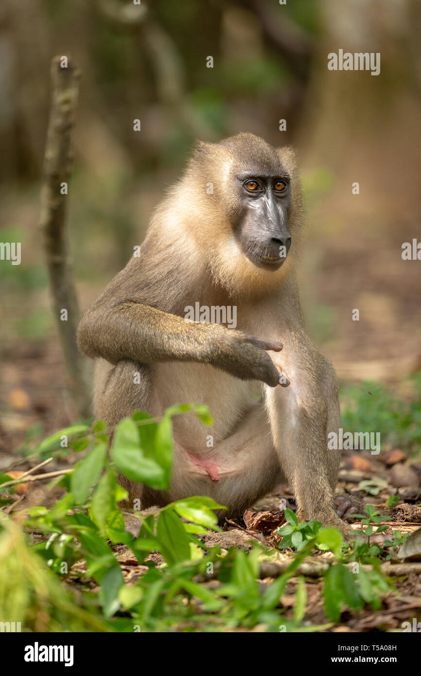 Drill monkey hi-res stock photography and images - Alamy