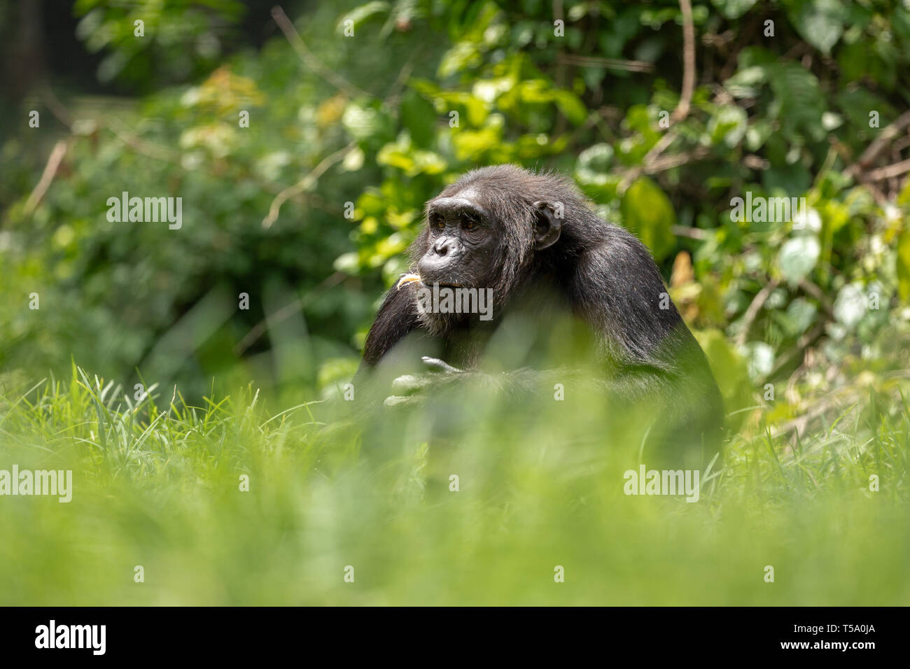 Nigeria-Cameroon chimpanzee eating a coconut in the Buanchor jungle, Afi Mountain, Southern Nigeria Stock Photo