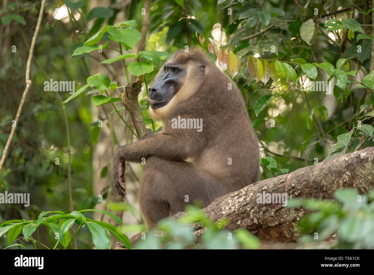 Large adult mandrill monkey hi-res stock photography and images - Alamy