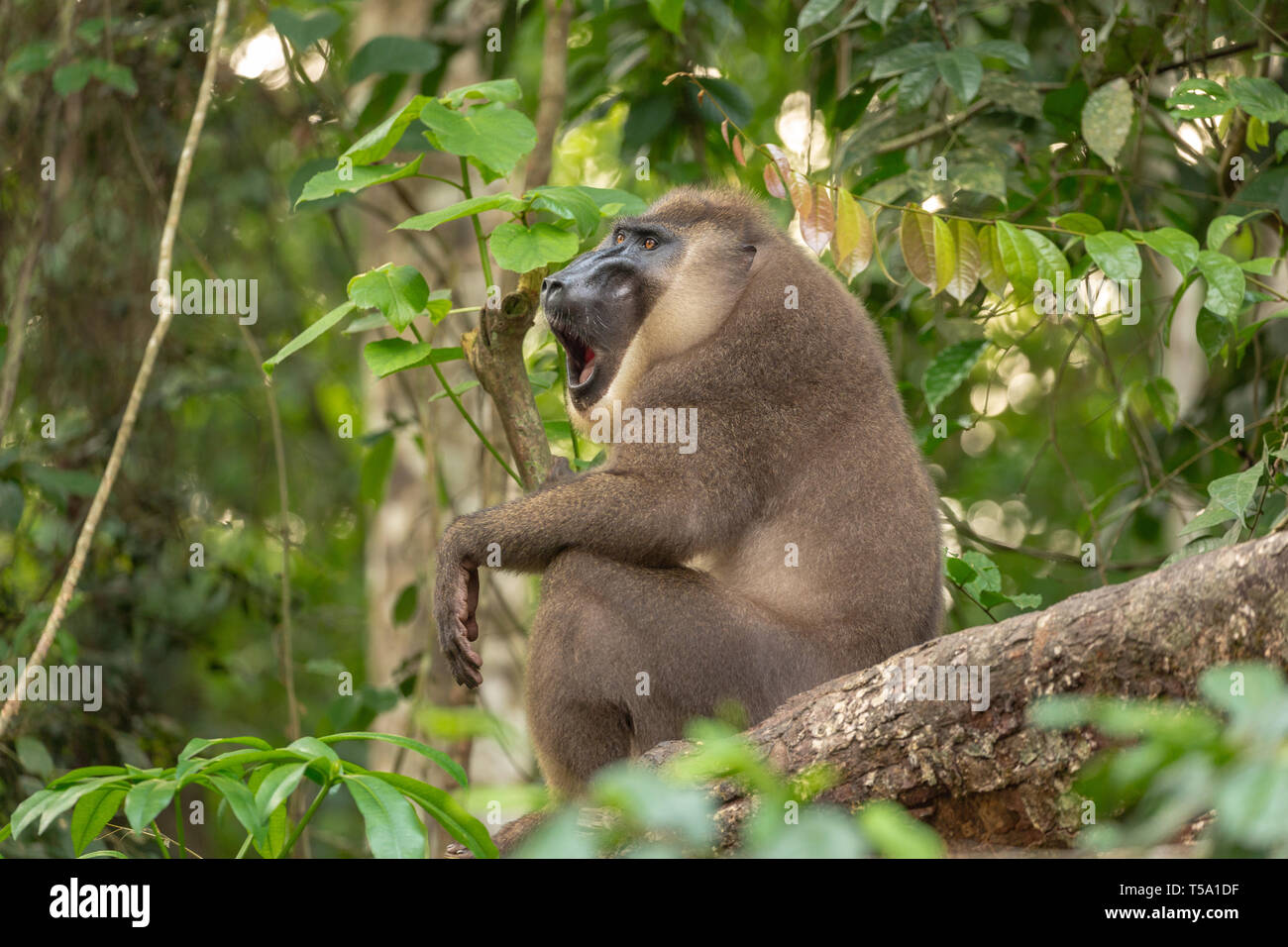 Drill monkey yawning in the Afi Mountain, Nigeria Stock Photo