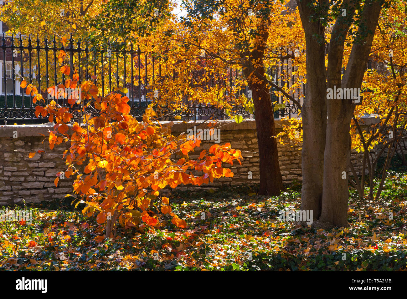 Witch hazel bush with orange autumn foliage in front of a fence at the Missouri Botanical Garden on a November morning. Stock Photo