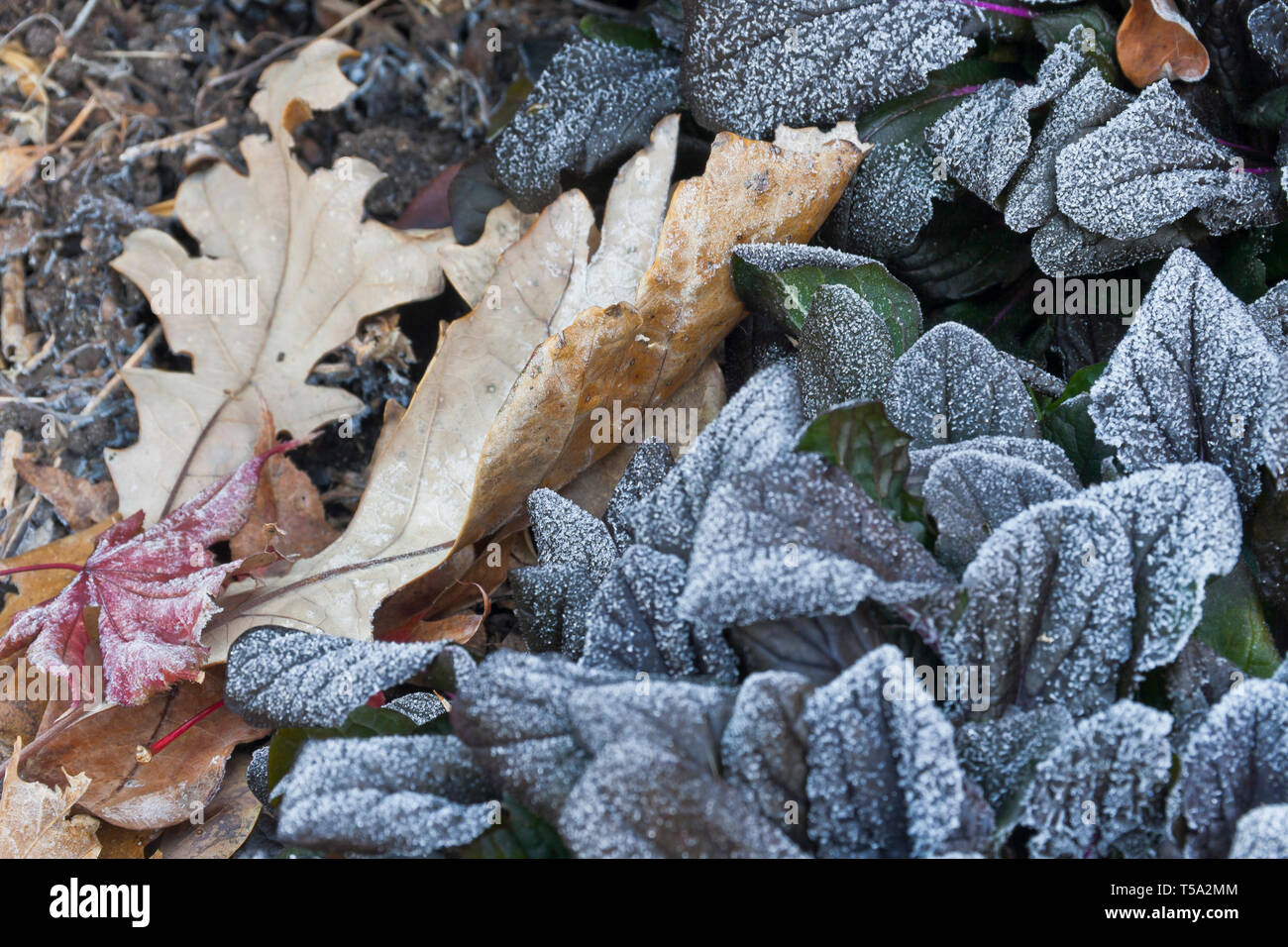 Frost-covered bugleweed plant with purple foliage, brown oak leaves and a red leaf from a Bloodgood maple on an autumn morning in November. Stock Photo