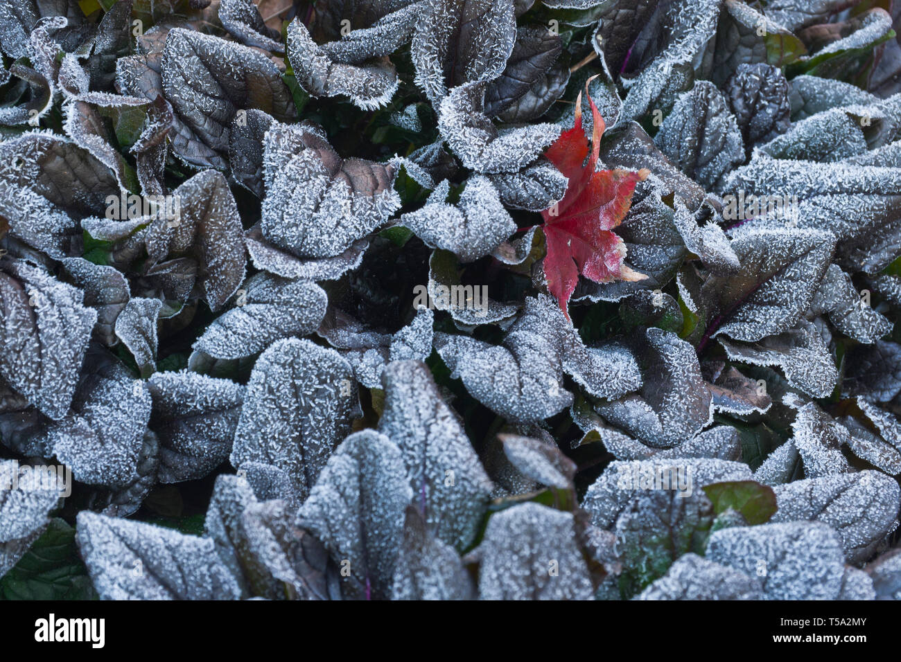 Frost-covered bugleweed plant with purple leaves and a red leaf from a Bloodgood maple on a chilly morning in November. Stock Photo
