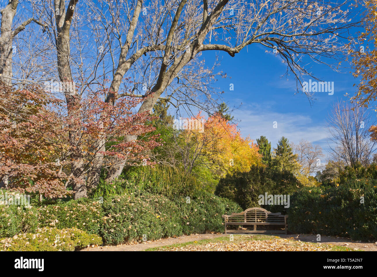 Tranquil autumn scene at the Missouri Botanical Garden with a spindletree in the background. Stock Photo