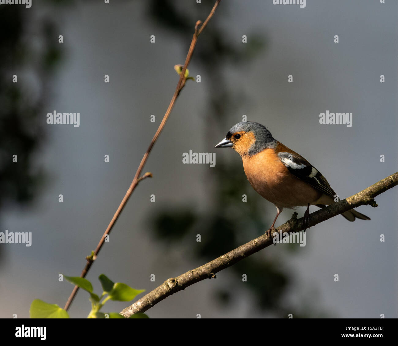 Glaslyn osprey project hi-res stock photography and images - Alamy