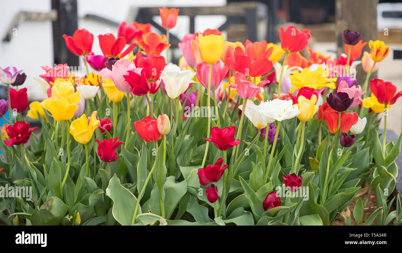 Flower beds with colorful tulips - Image Stock Photo - Alamy