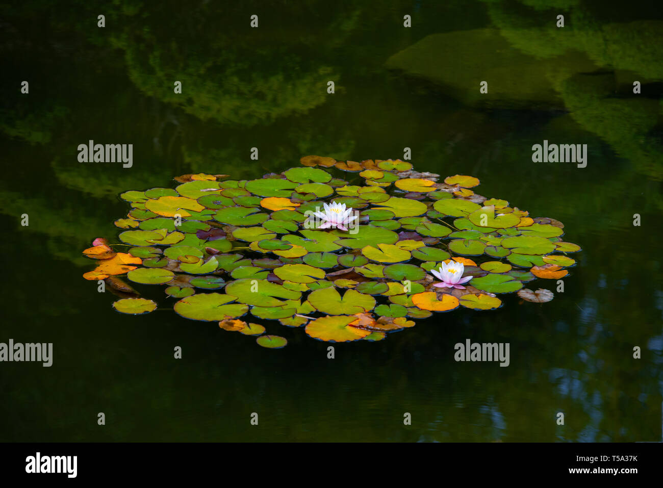 Colorful Lily Pads in a pond with reflections Stock Photo Alamy