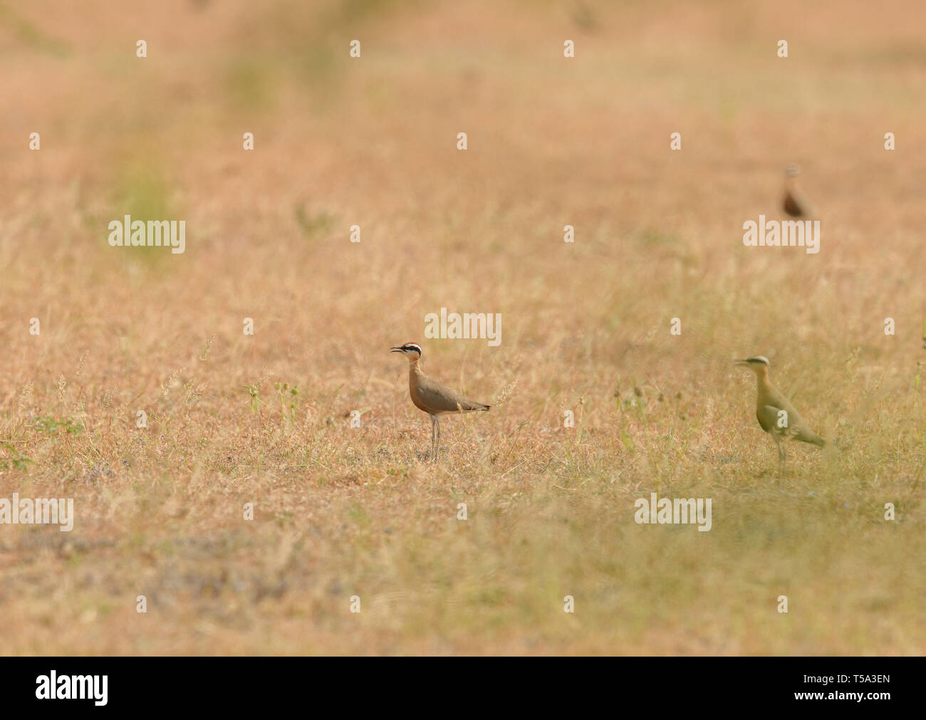 Cream-colored Courser (Cursorius cursor) in the grass land Stock Photo