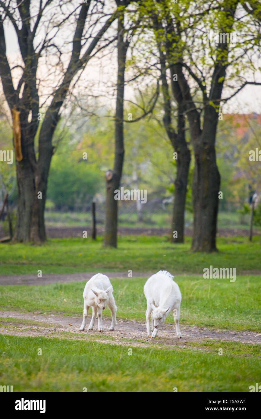 Two white goats standing on green grass at rural meadow. Stock Photo
