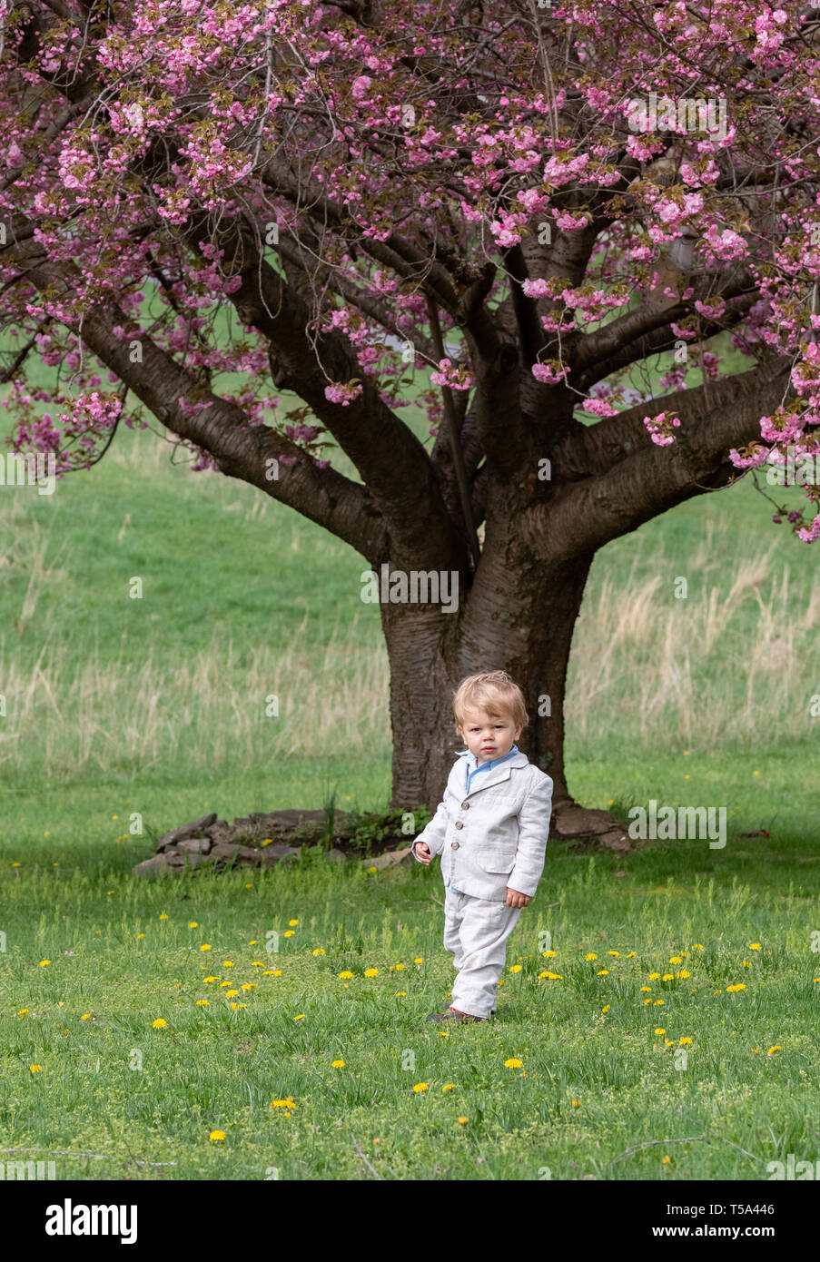 Little Boy in Easter Suit Stock Photo Alamy
