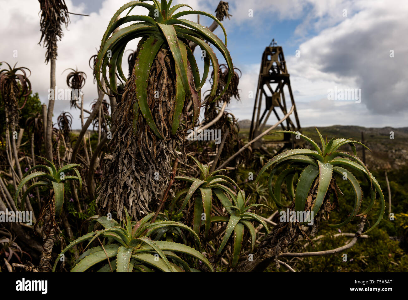 A Krantz aloe on the mountain slopes above the Simons Town naval base with a remnant of a cable way tower in South Africa's Western Cape province Stock Photo
