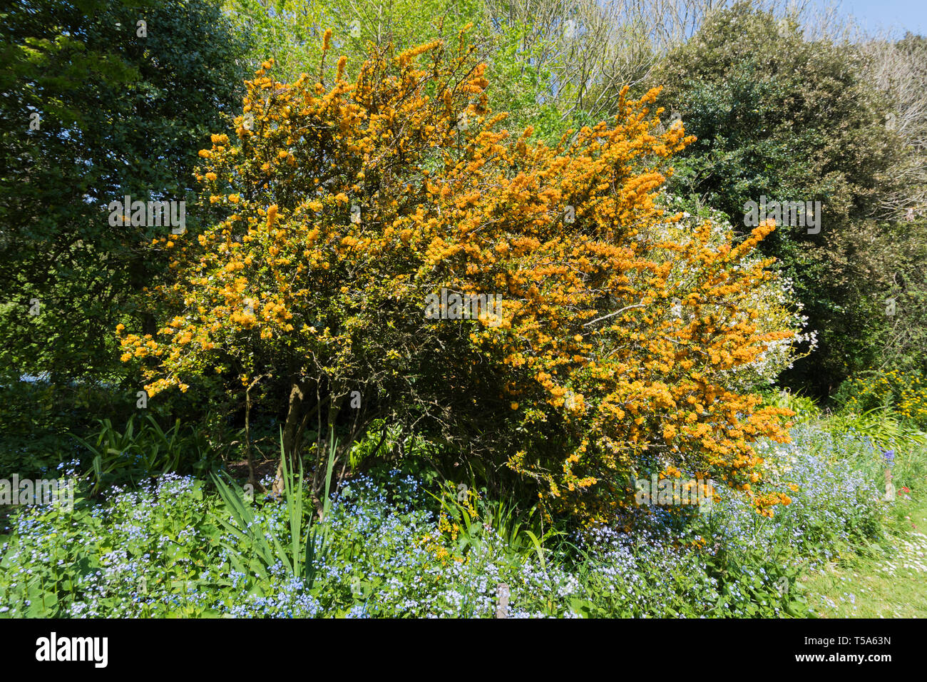Berberis darwinii (Darwin's barberry) evergreen shrub with orange flowers and spine-toothed leaves in Spring (April) in West Sussex, England, UK. Stock Photo