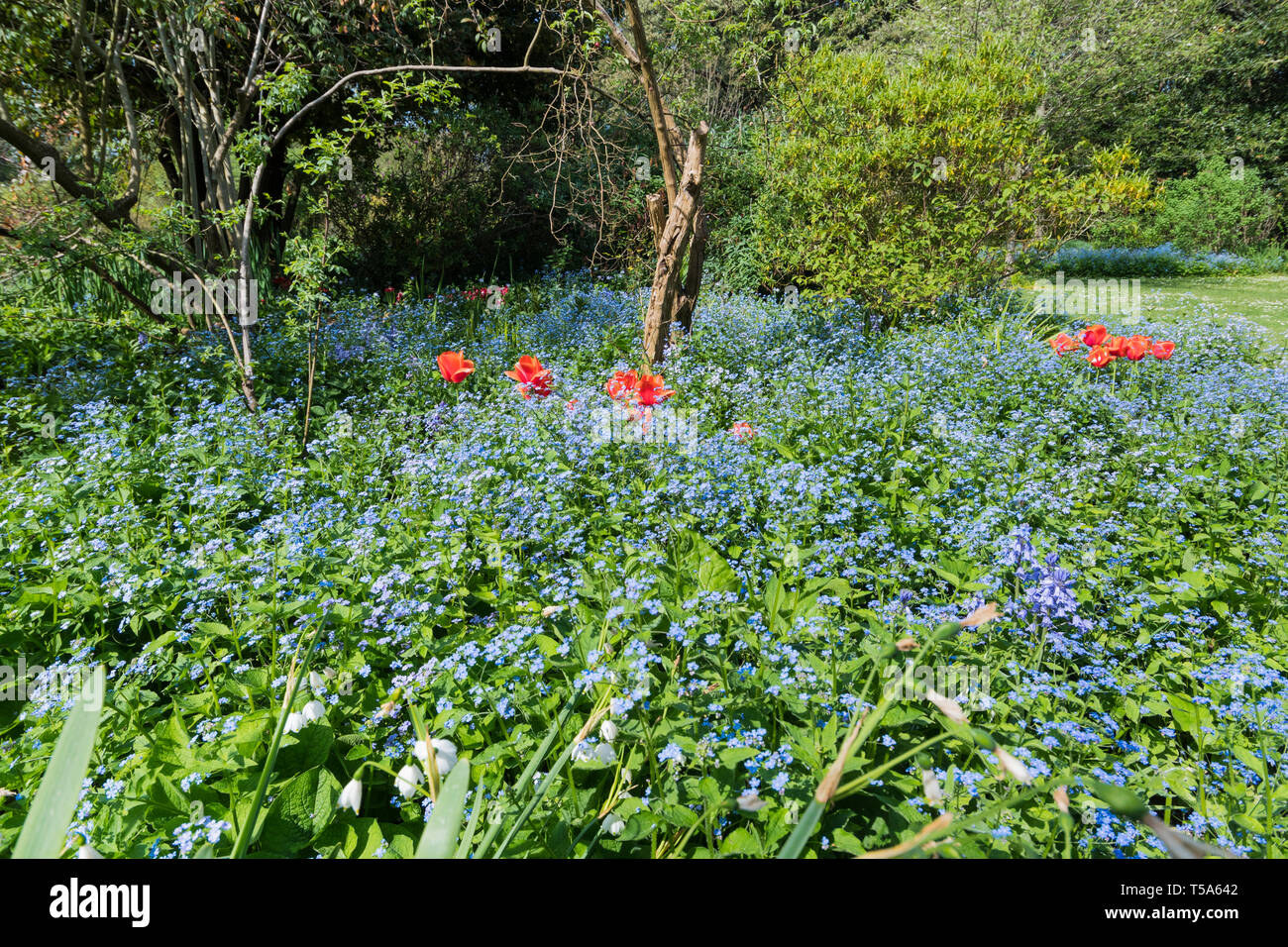 Forget-Me-Nots, AKA Scorpion Grasses, small blue flowers from the genus Myosotis, flowering in late Spring in the UK. Blue Forget-Me-Not. Stock Photo