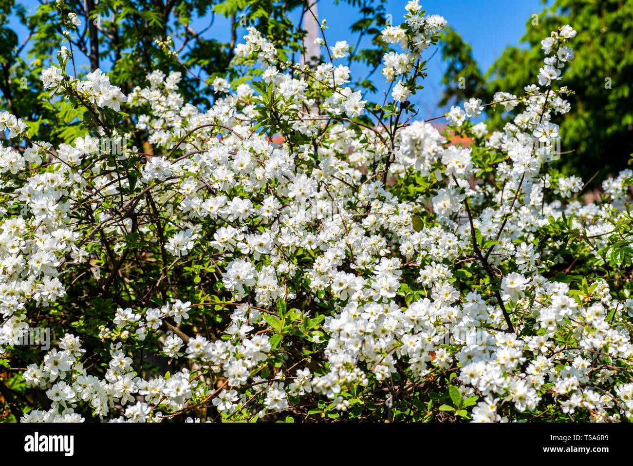 Exochorda macrantha - The Bride - beautiful white shrub in full flower in springtime Stock Photo