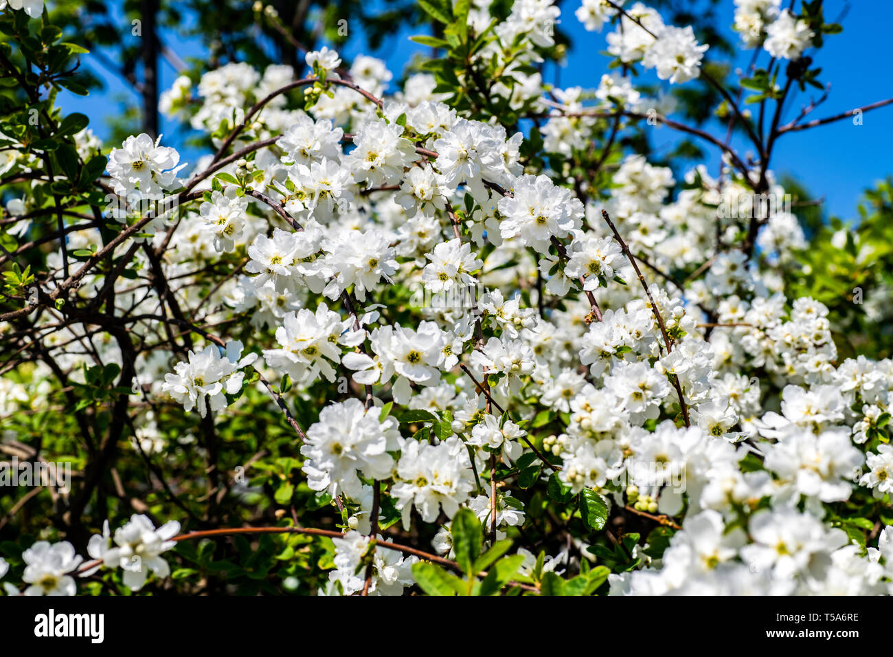Exochorda macrantha - The Bride - beautiful white shrub in full flower in springtime Stock Photo