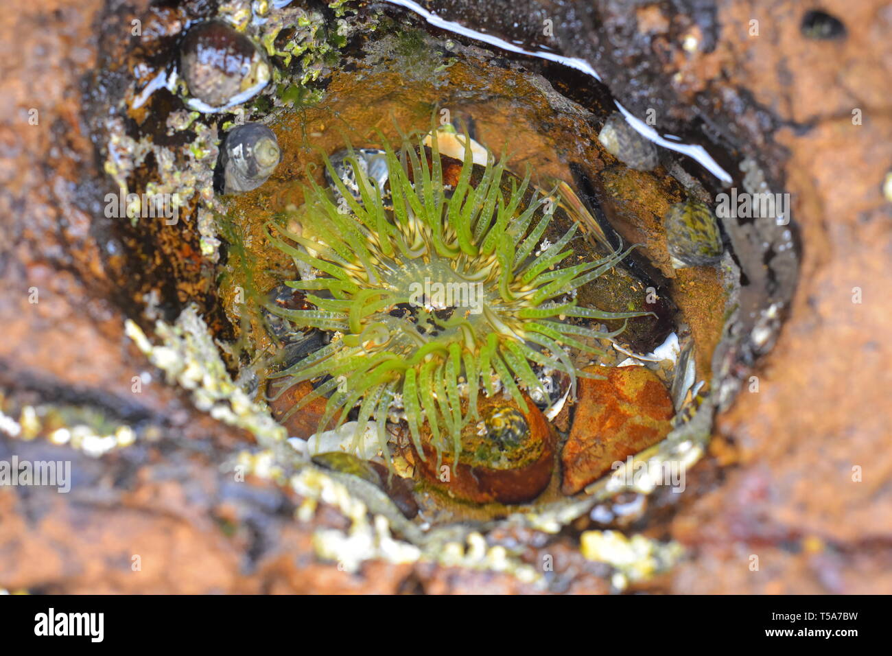 Anemone with bright green tentacles in narrow rock pool at low tide. Stock Photo