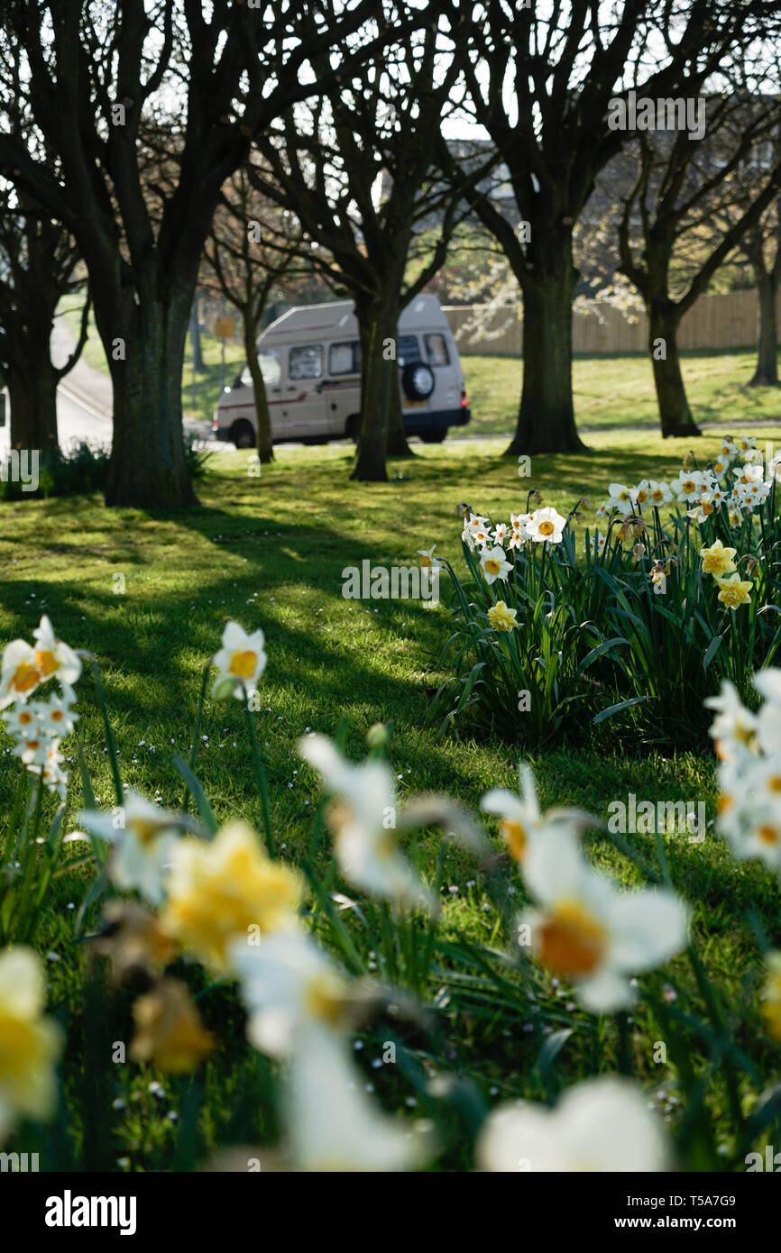 Campervan and Daffodils in Filey, UK Stock Photo