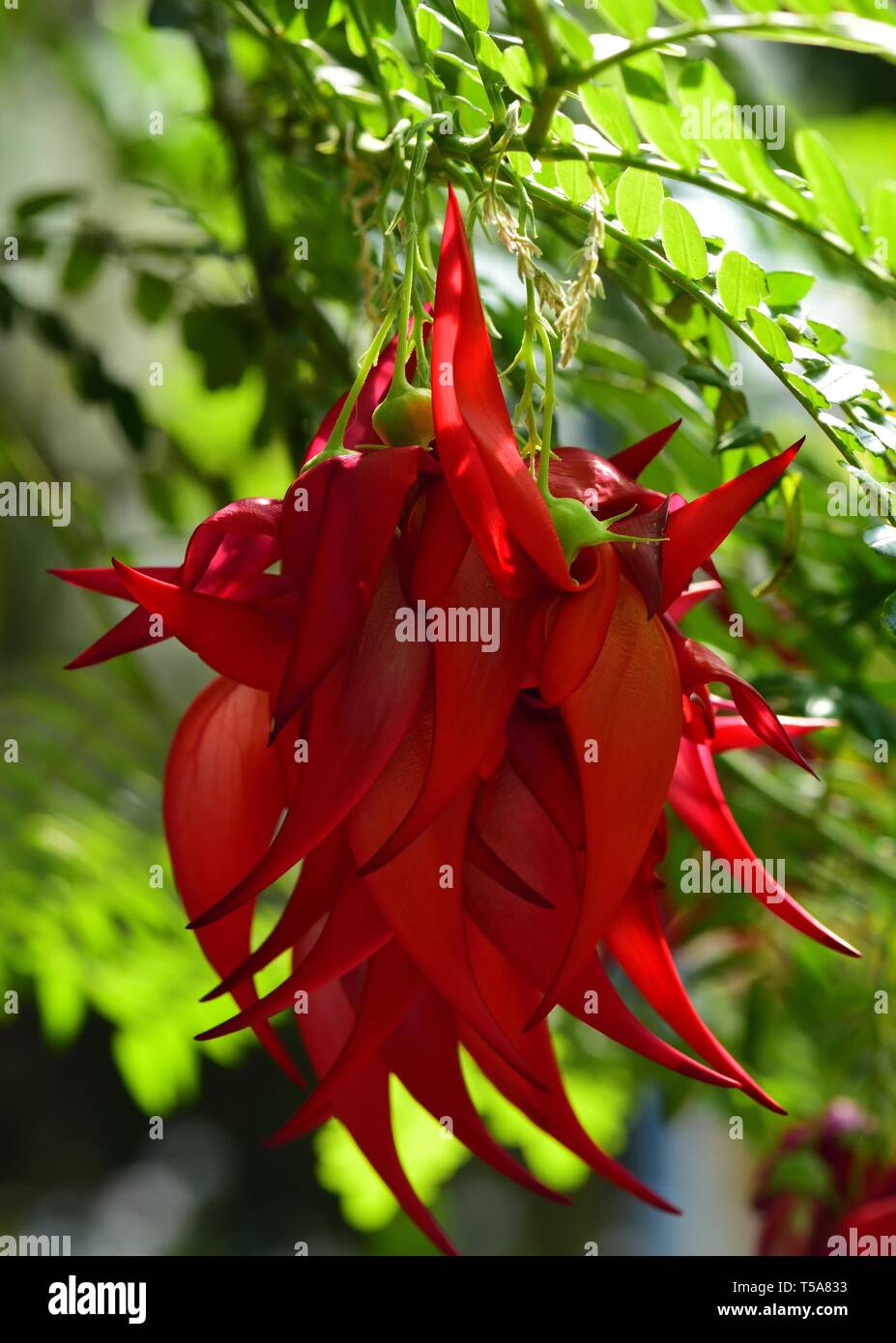 Red blooms of the Lobster Claw plant. Stock Photo