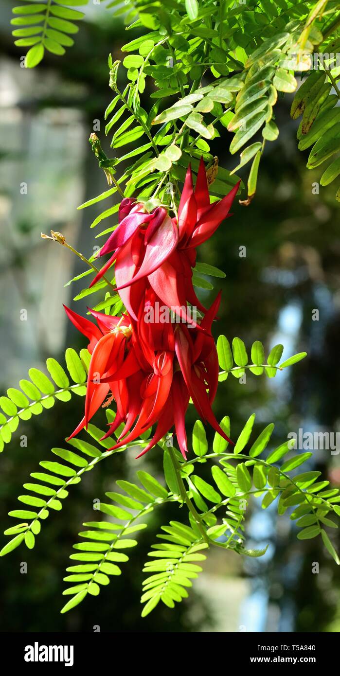 Red blooms of the Lobster Claw plant. Stock Photo