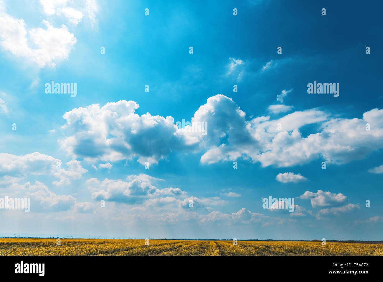 Beautiful springtime clouds over canola rapeseed field, beauty in nature Stock Photo