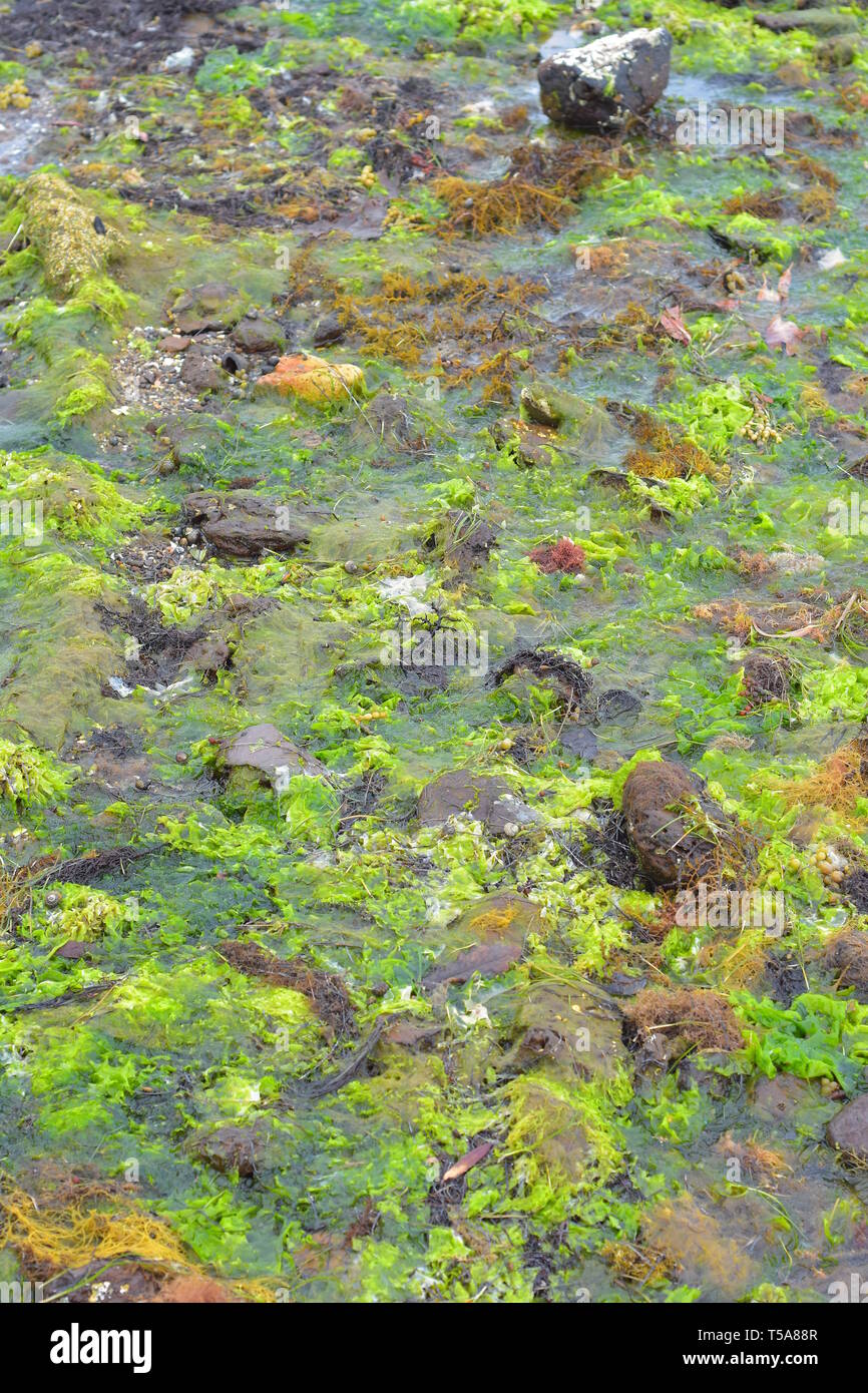 Rock pool at low tide full of various brown and green seaweeds and