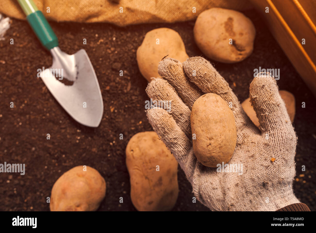 Farmer picking organic homegrown potato tuber from pile of freshly harvested rhizome in vegetable garden Stock Photo