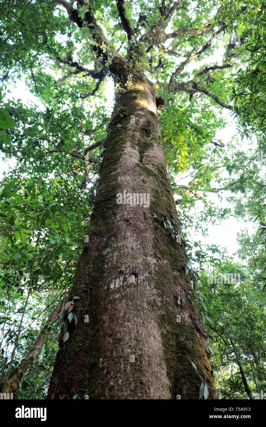 Tree trees leaves light background hi-res stock photography and images ...