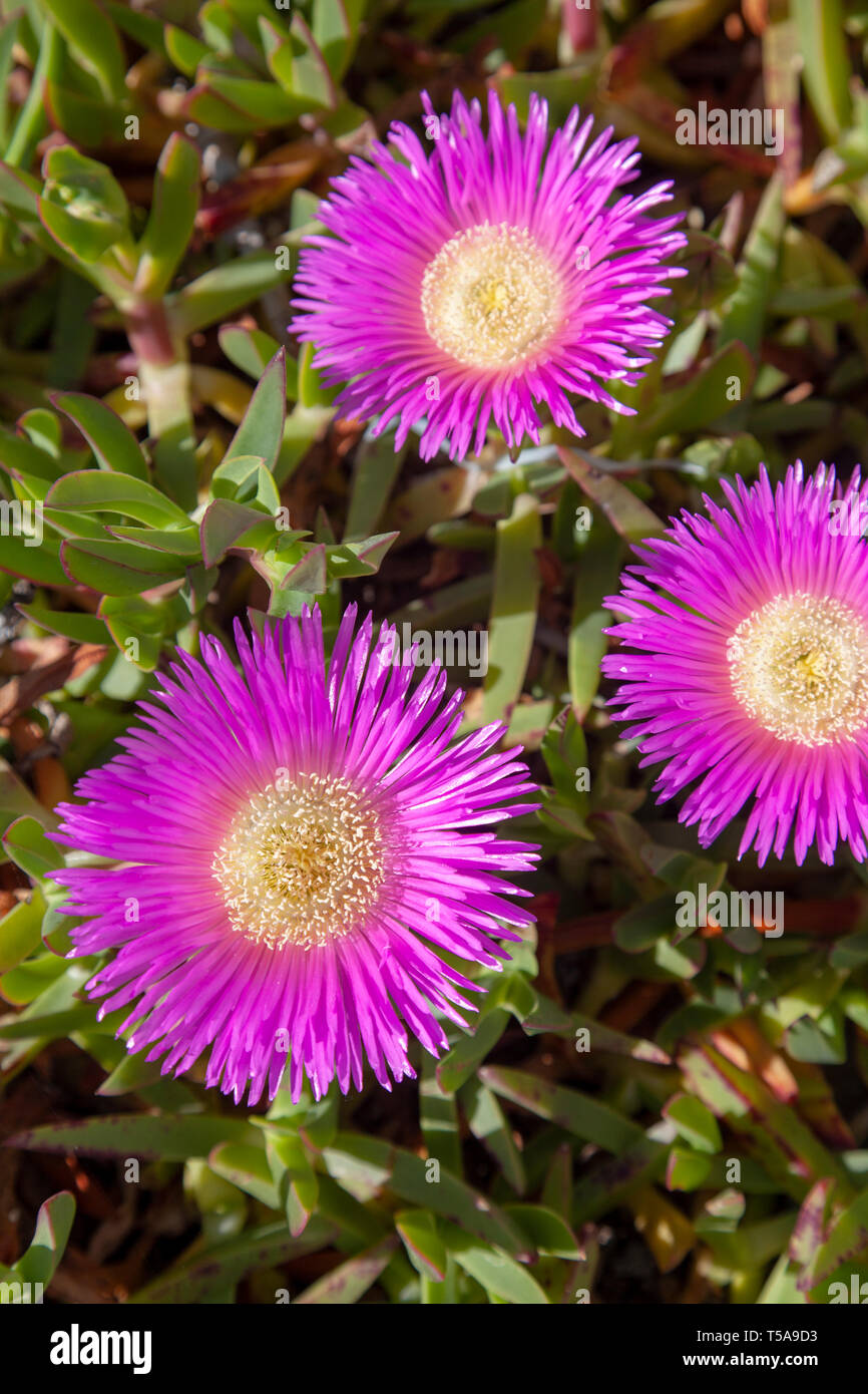 Delosperma Cooperi Flowers in Lisbon, Portugal Stock Photo Alamy
