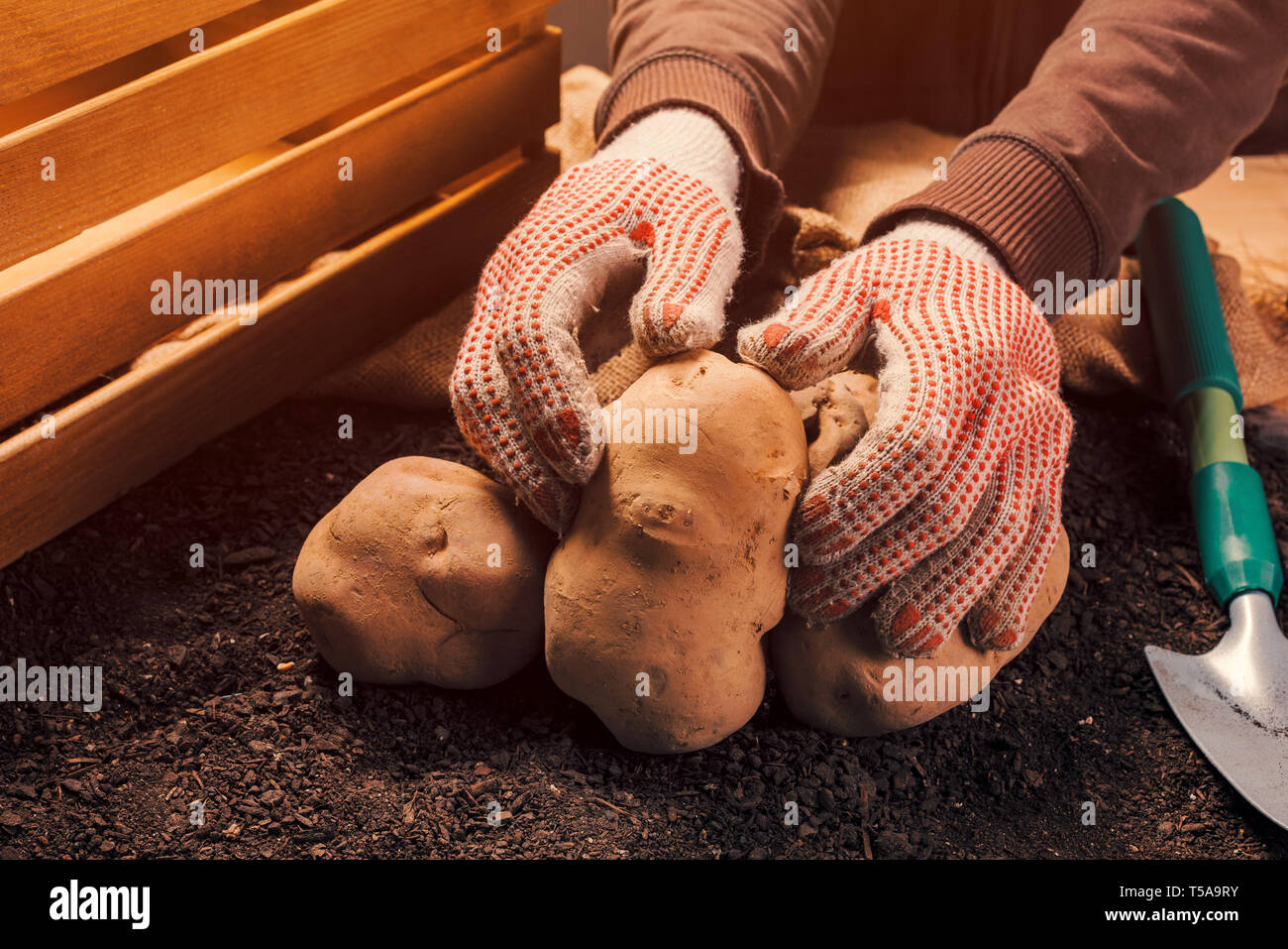 Proud farmer holding harvested organic potato tuber in hands, locally grown food production concept Stock Photo