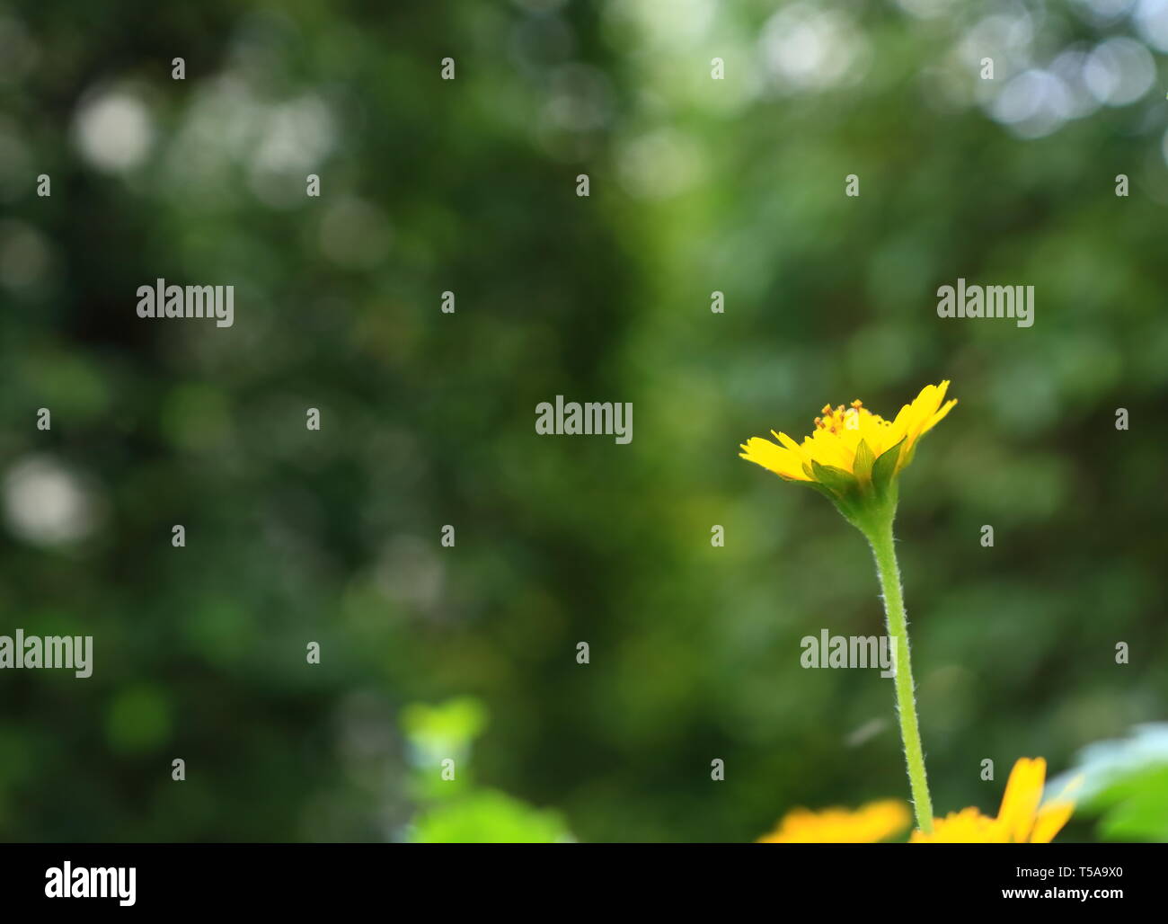 Dare to stand alone. (Creeping daisy flower with bokeh background) Stock Photo