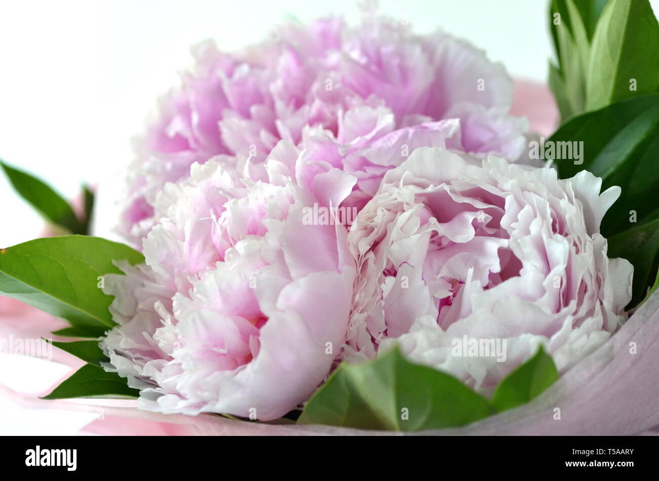 Light pink peony bouquet wrapped in tissue paper in tote bag with copy space Stock Photo