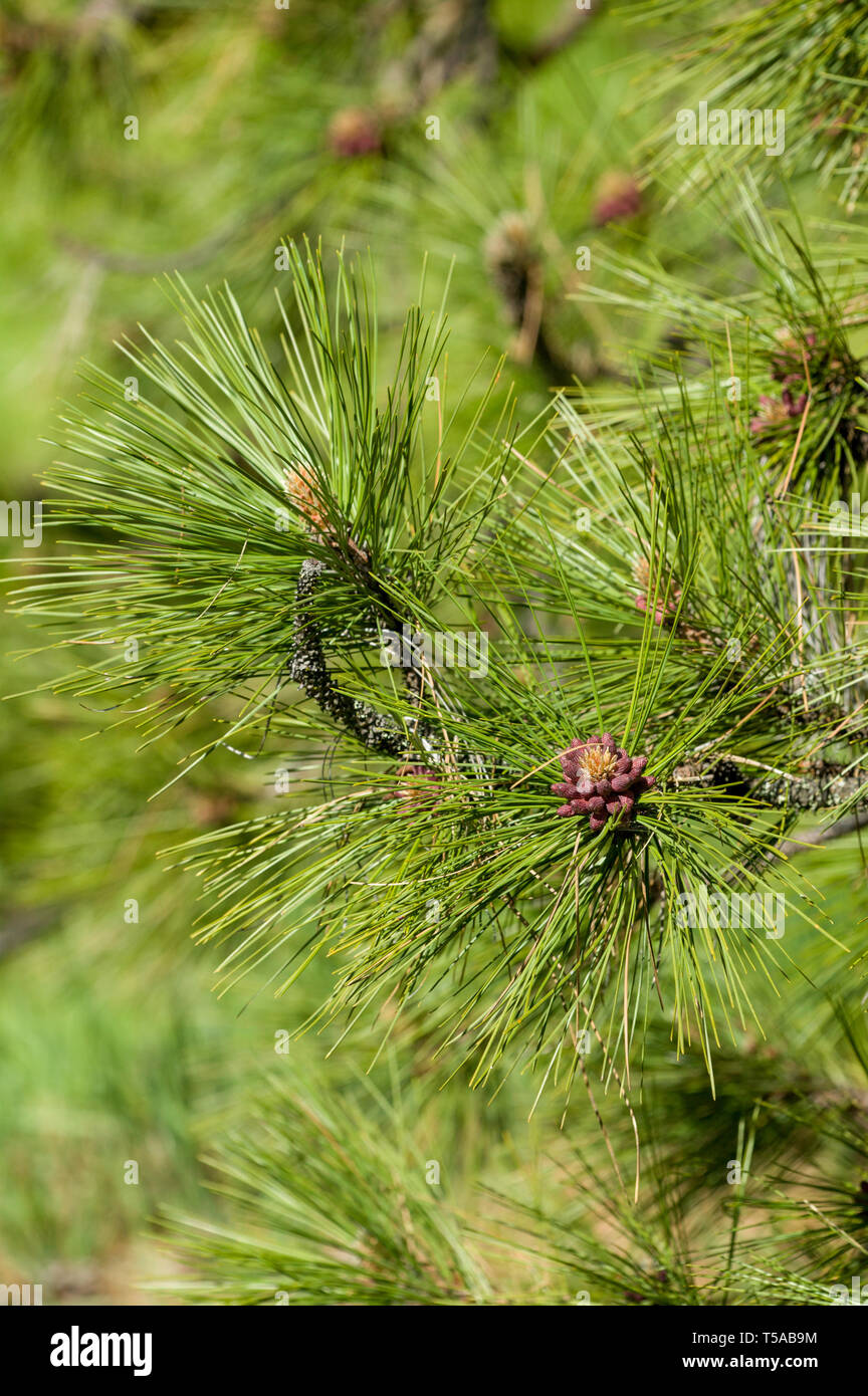 Issaquah, Washington, USA.  Close-up of Ponderosa Pine tree needles and young pine cones. Stock Photo
