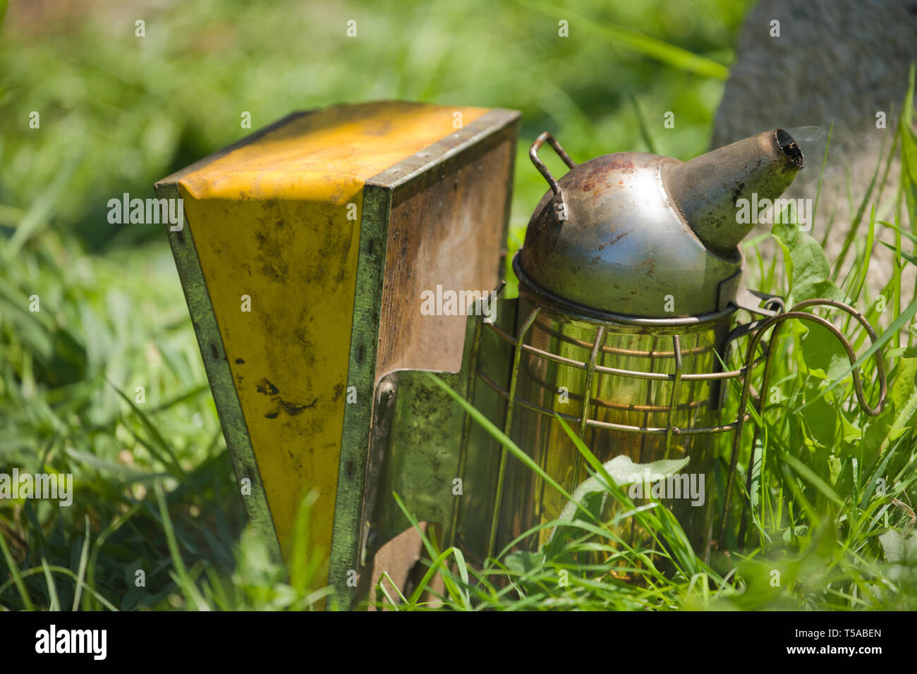 Bee smoker resting on the grass, puffing smoke, ready to be used to distract bees in a hive.  The smoker is a metal, spouted container with a bellows. Stock Photo