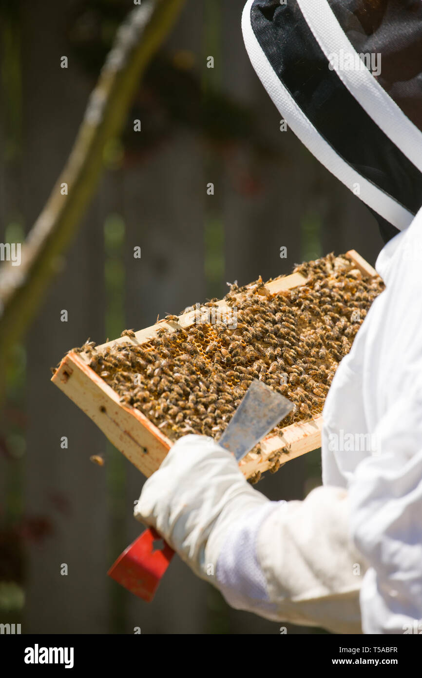 Seattle, Washington, USA.  Woman beekeeper checking the health of the honey in a frame. (MR) Stock Photo