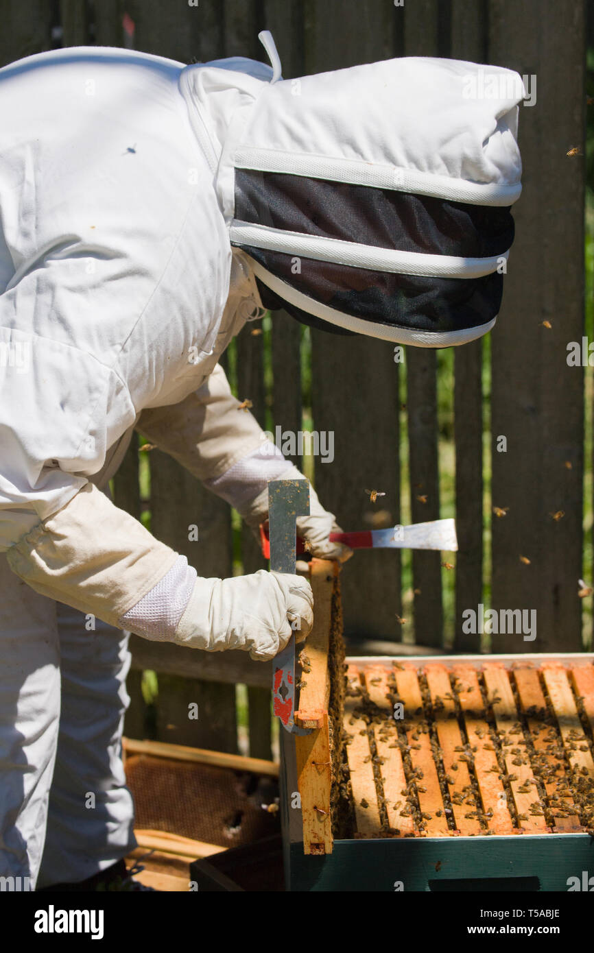Seattle, Washington, USA.  Female beekeeper inserting a frame covered with honeybees back into the hive. (MR) Stock Photo