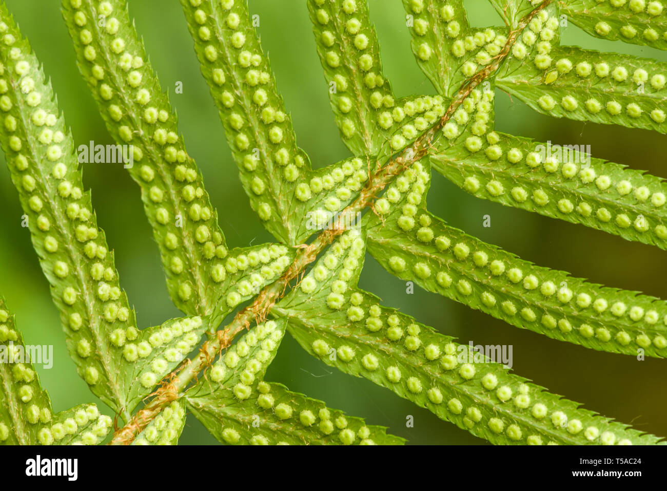 Issaquah, Washington, USA.  Underside of a Western Sword Fern (Polystichum munitum) showing the spori. Stock Photo
