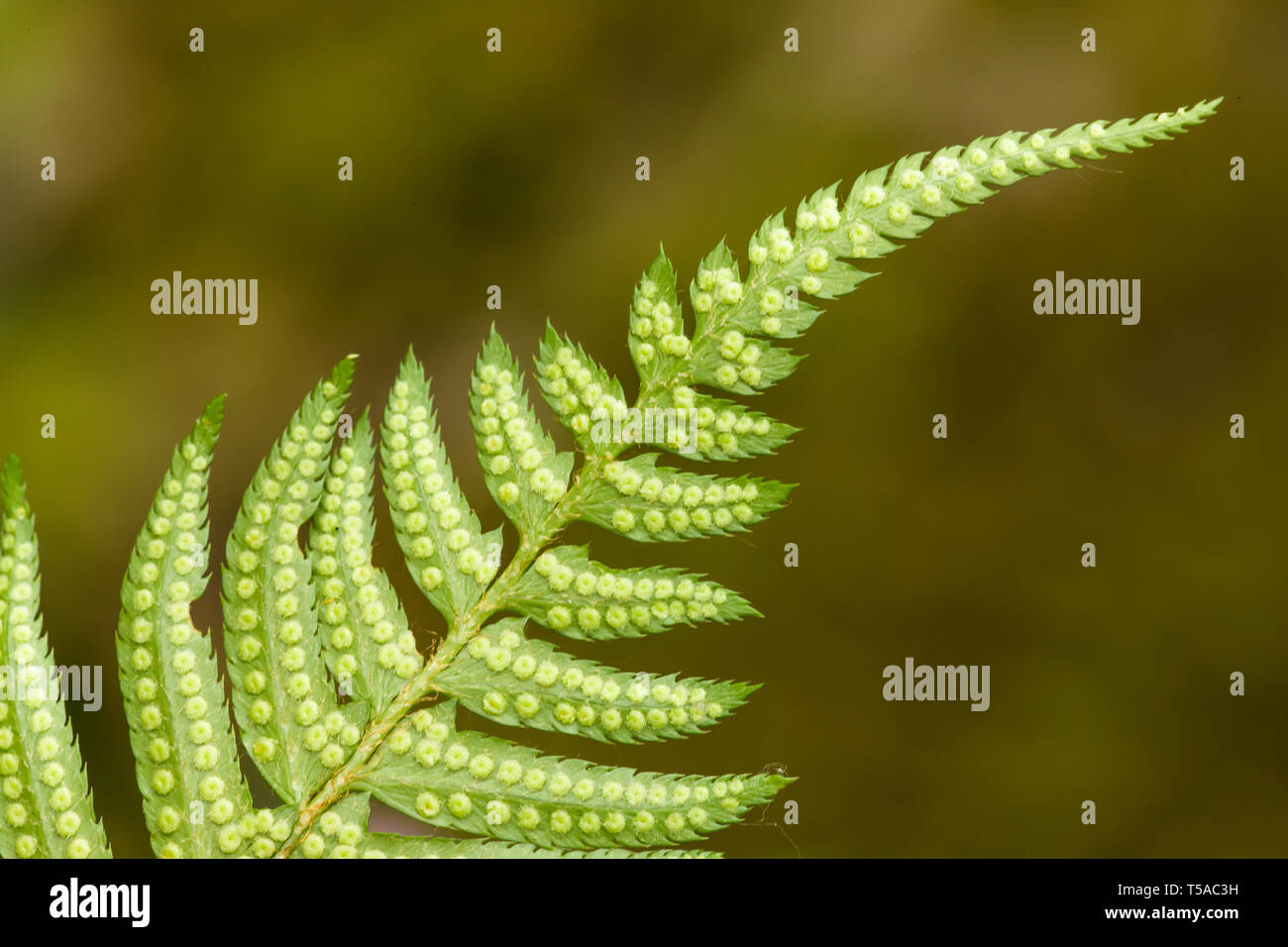 Issaquah, Washington, USA.  Underside of a Western Sword Fern (Polystichum munitum) showing the spori. Stock Photo