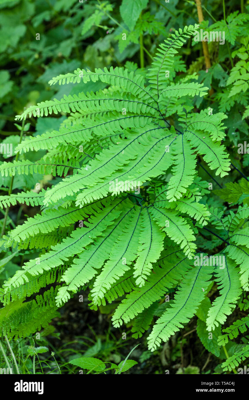 Olallie State Park near Twin Falls, Washington, USA.  Maidenhair fern plants. Stock Photo