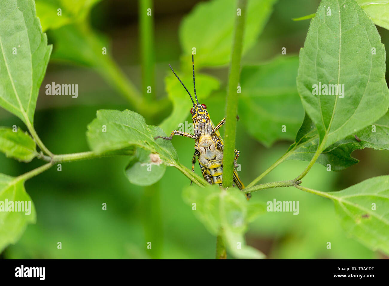 variegated grasshopper perched on a leaf Stock Photo