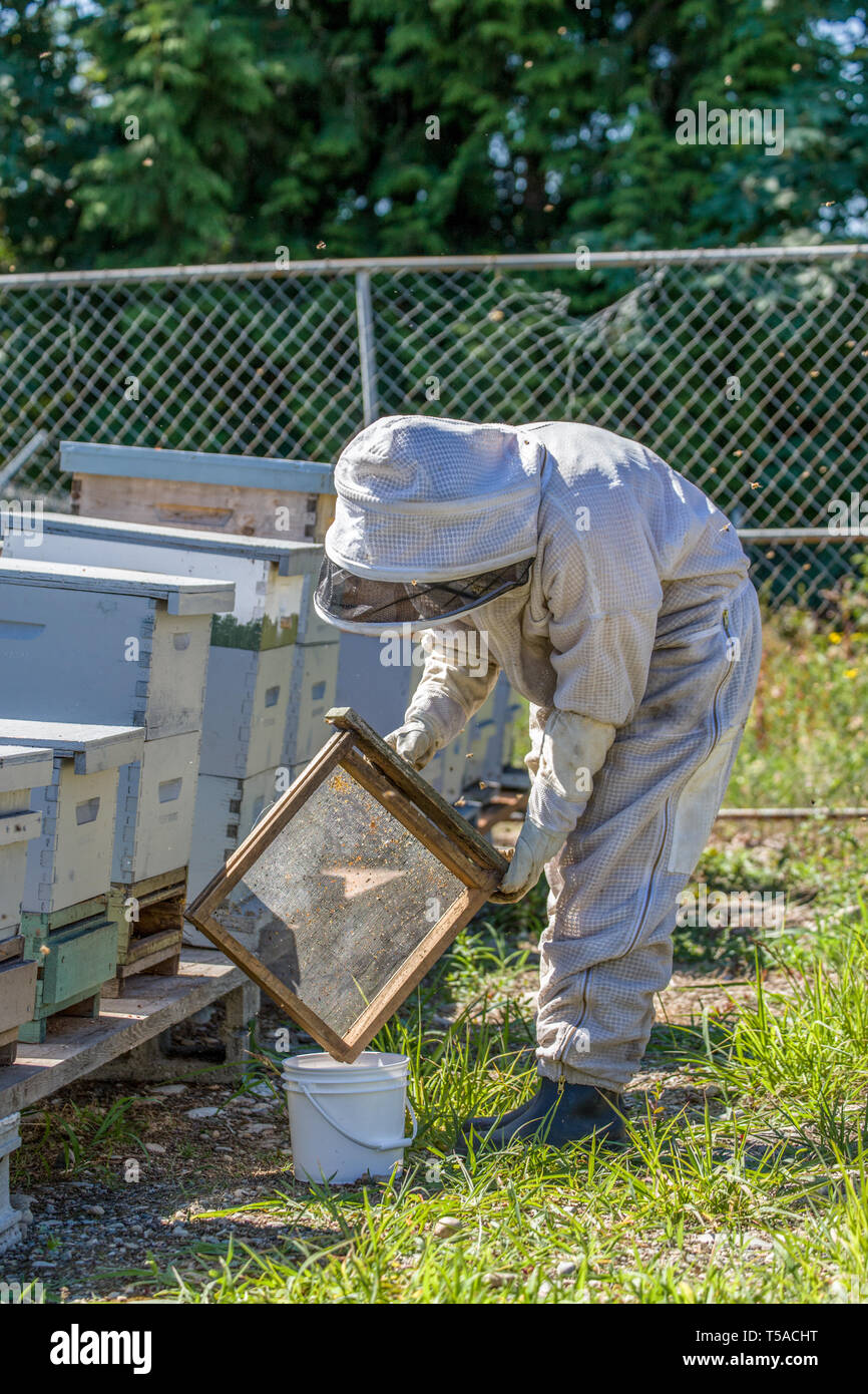 Maple Valley, Washington, USA.  Female beekeeper emptying a pollen trap into a bucket.  (For editorial use only) Stock Photo