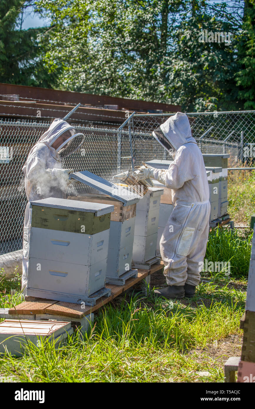 Maple Valley, Washington, USA.  Female beekeepers using a bee smoker to distract bees in a hive.  The smoker is a metal, spouted container with a hing Stock Photo